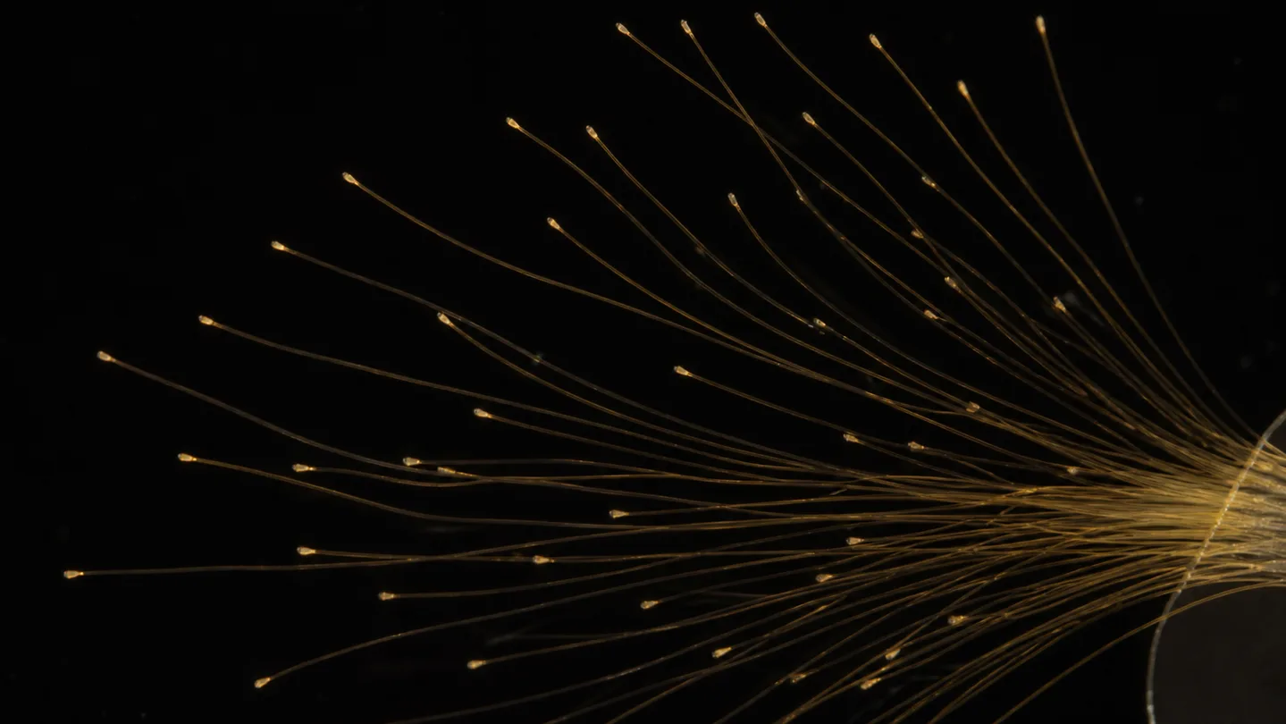 Dozens of fine gold-tipped microelectrode threads fanning out across a dark stage under a microscope